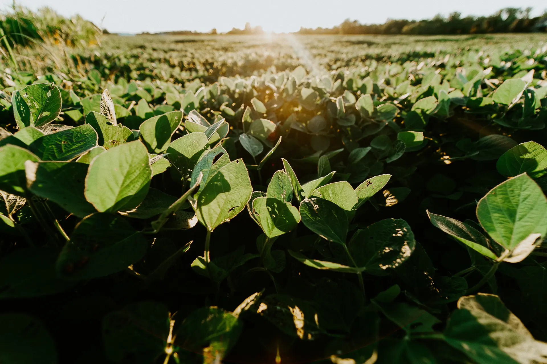 Farm field in Pickaway County, Ohio